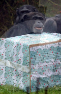 FEATURE - Auch Schimpansen bekommen Weihnachtsgeschenke