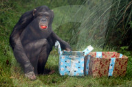 FEATURE - Auch Schimpansen bekommen Weihnachtsgeschenke