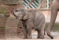 FEATURE - Baby-Elefant im Chester Zoo, in England