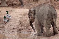 FEATURE - Baby-Elefant im Chester Zoo, in England