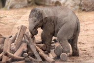 FEATURE - Baby-Elefant im Chester Zoo, in England
