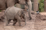 FEATURE - Baby-Elefant im Chester Zoo, in England