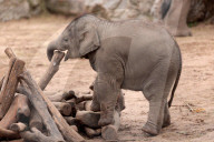FEATURE - Baby-Elefant im Chester Zoo, in England