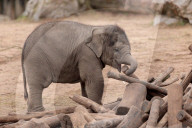 FEATURE - Baby-Elefant im Chester Zoo, in England