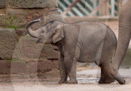 FEATURE - Baby-Elefant im Chester Zoo, in England