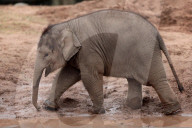 FEATURE - Baby-Elefant im Chester Zoo, in England