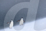 FEATURE - Eindrucksvolle Pinguine in der Antarktis