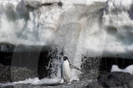 FEATURE - Eindrucksvolle Pinguine in der Antarktis