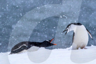 FEATURE - Eindrucksvolle Pinguine in der Antarktis