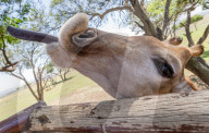 FEATURE - Süsses Giraffen-Baby wir im Lion Park gefüttert
