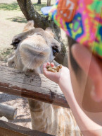 FEATURE - Süsses Giraffen-Baby wir im Lion Park gefüttert