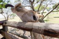 FEATURE - Süsses Giraffen-Baby wir im Lion Park gefüttert