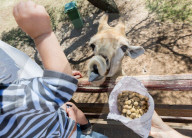 FEATURE - Süsses Giraffen-Baby wir im Lion Park gefüttert
