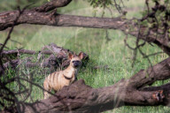 FEATURE - Wundervolle Tieraufnahmen aus der Wildnis in Masai Mara