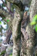 FEATURE - Wundervolle Tieraufnahmen aus der Wildnis in Masai Mara