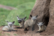 FEATURE - Wundervolle Tieraufnahmen aus der Wildnis in Masai Mara