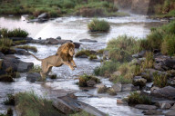 FEATURE - Wundervolle Tieraufnahmen aus der Wildnis in Masai Mara