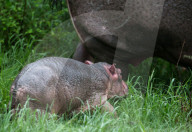 FEATURE - Wundervolle Tieraufnahmen aus der Wildnis in Masai Mara
