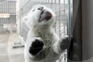 FEATURE - Weiss und flauschig: Schneetiger-Baby in China