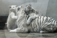 FEATURE - Weiss und flauschig: Schneetiger-Baby in China