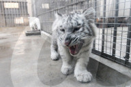FEATURE - Weiss und flauschig: Schneetiger-Baby in China