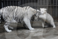 FEATURE - Weiss und flauschig: Schneetiger-Baby in China