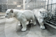 FEATURE - Weiss und flauschig: Schneetiger-Baby in China