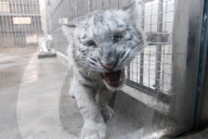 FEATURE - Weiss und flauschig: Schneetiger-Baby in China