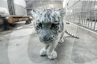 FEATURE - Weiss und flauschig: Schneetiger-Baby in China