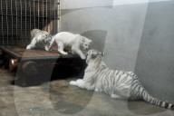 FEATURE - Weiss und flauschig: Schneetiger-Baby in China