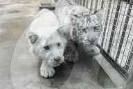 FEATURE - Weiss und flauschig: Schneetiger-Baby in China