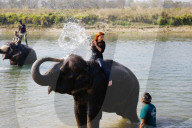 FEATURE - Elefanten Festival in Nepal