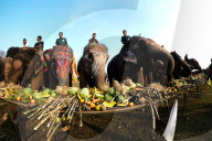 FEATURE - Elefanten Festival in Nepal