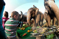 FEATURE - Elefanten Festival in Nepal
