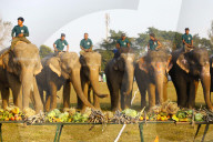 FEATURE - Elefanten Festival in Nepal