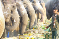 FEATURE - Elefanten Festival in Nepal