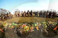 FEATURE - Elefanten Festival in Nepal