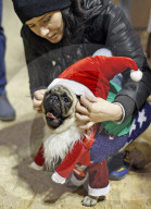 FEATURE - Kiev: Auch Hunde möchten festlich dekoriert sein