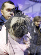 FEATURE - Kiev: Auch Hunde möchten festlich dekoriert sein