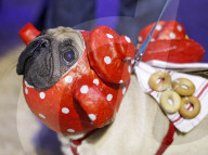FEATURE - Kiev: Auch Hunde möchten festlich dekoriert sein