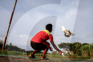 FEATURE - Tauben Wettfliegen in Yogyakarta