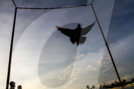 FEATURE - Tauben Wettfliegen in Yogyakarta
