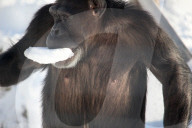 FEATURE - Schimpansen erfreuen sich am Schnee