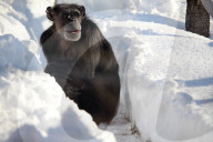 FEATURE - Schimpansen erfreuen sich am Schnee