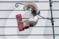 FEATURE - Eichhörnchen-Akrobatik