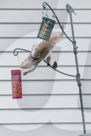 FEATURE - Eichhörnchen-Akrobatik