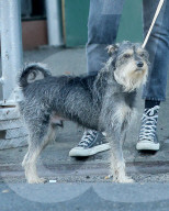 Dakota Johnson takes her dog Zeppelin for a walk in the West Village