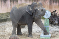 FEATURE - Tierische Inventur im Erlebnis-Zoo Hannover