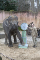 FEATURE - Tierische Inventur im Erlebnis-Zoo Hannover