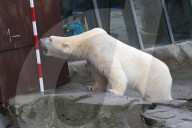 FEATURE - Tierische Inventur im Erlebnis-Zoo Hannover